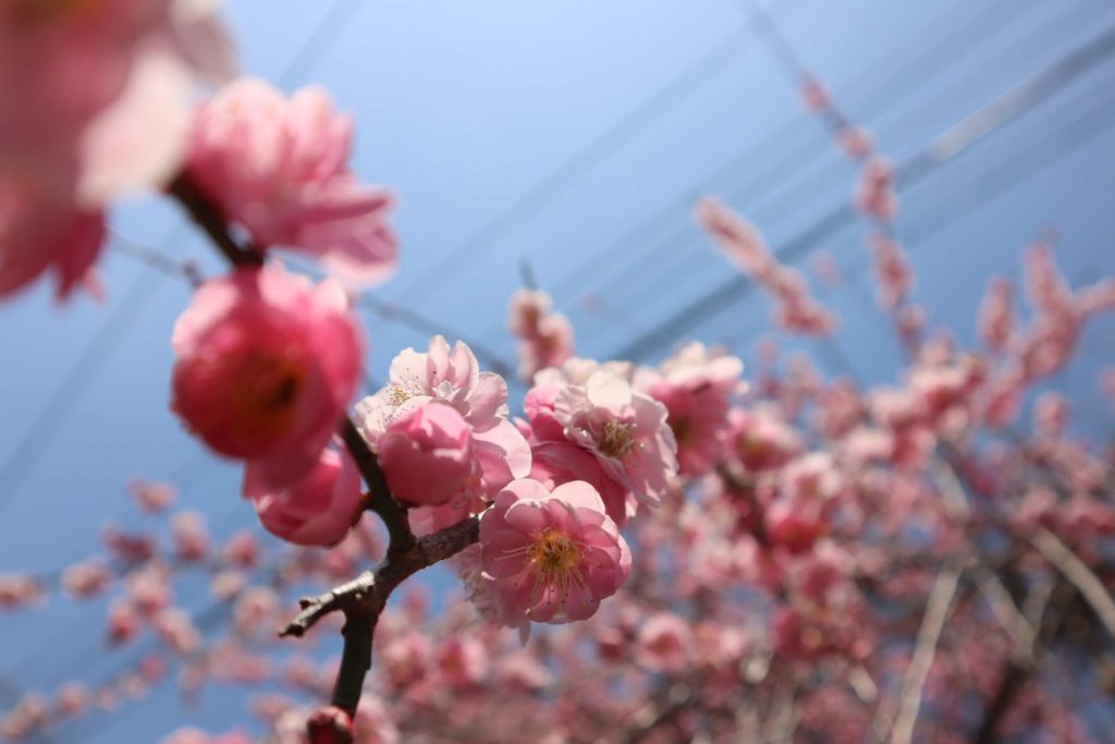 梅の花があちらこちらで咲いてきました